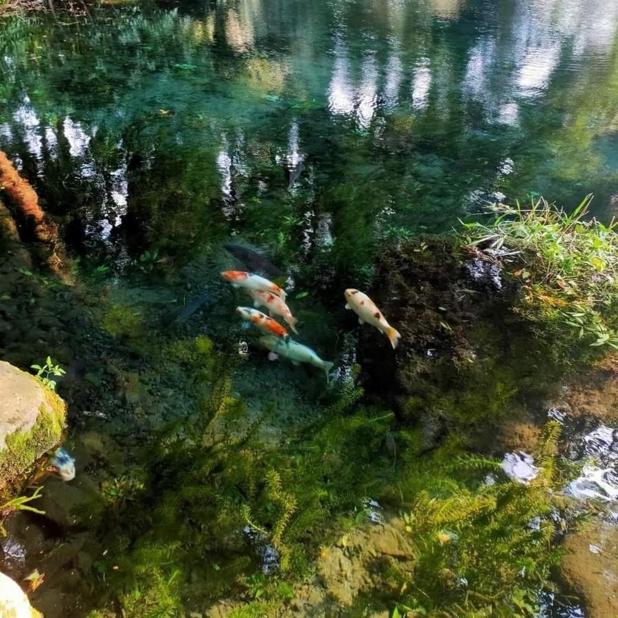 Momiji Hostel Minamiaso Zewnętrze zdjęcie